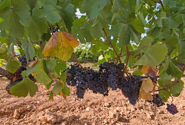 Rote Trauben Reifen Auf Dem Weinstock Und Warten Auf Die — Stockfoto