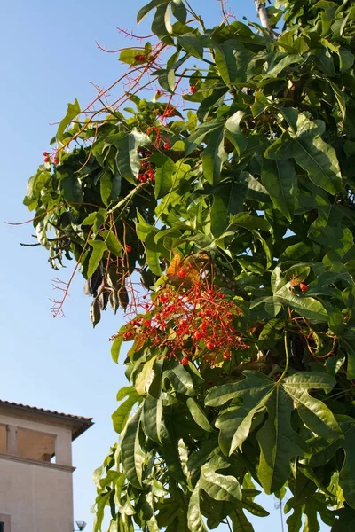 マヨルカ スペインで 月にゴウシュウアオギリ Acerifolium 火炎樹の花 — ストック写真