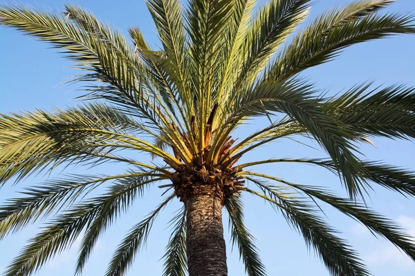 Güneşli Hurma Üst Dalları Closeup Mallorca Spanya — Stok fotoğraf