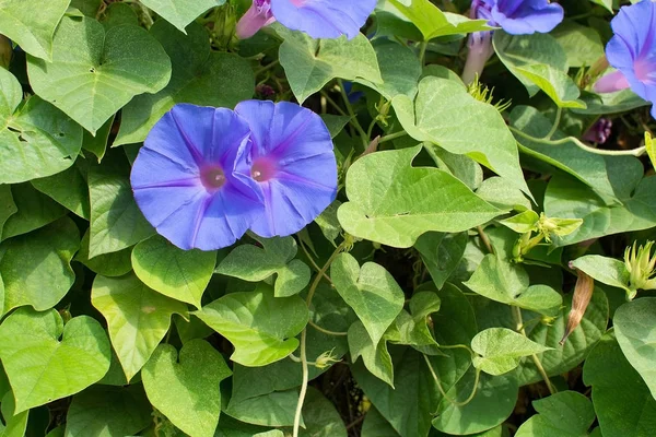 Mallorca Spanya Işığında Morning Glory Çiçek Convolvulaceae Çiçek Mavi — Stok fotoğraf