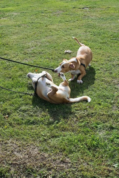 Dog Rolls Grass Dog Walk Sunny Day Stockholm Sweden — Stock Photo, Image