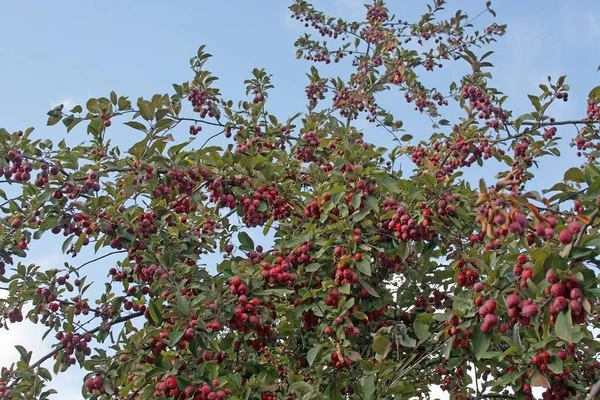 Kiraz Elmaları Sibirya Yengeç Stokholm Sveç Eylül Ayında Malus Bacchata — Stok fotoğraf
