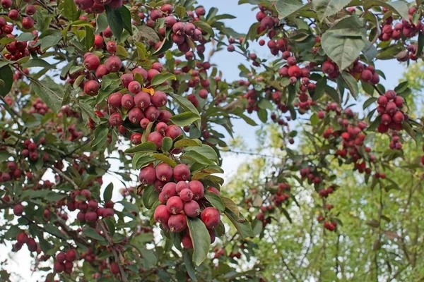 Tree Ripening Cherry Apples Siberian Crab Malus Bacchata Stockholm Sweden — Stock Photo, Image