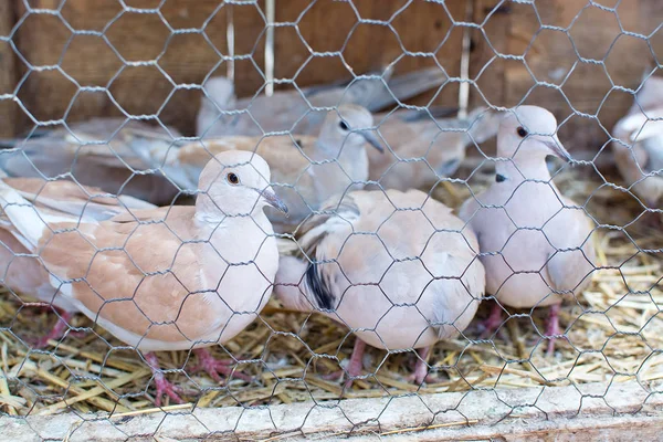 Mallorca España Septiembre 2018 Aves Vivas Jaulas Para Venta Mercado —  Fotos de Stock