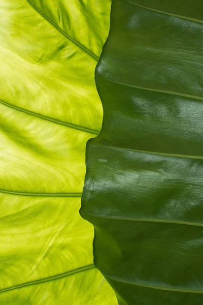 Große Grüne Blatt Mit Adern Transparenz Und Interessanten Schatten Abstrakte — Stockfoto