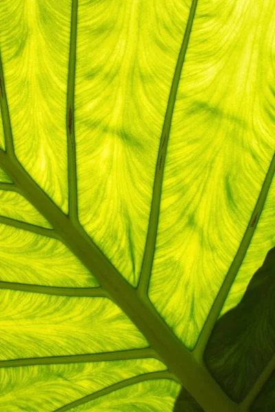 Grande Folha Verde Com Veias Transparência Sombras Interessantes Abstrato Detalhe — Fotografia de Stock