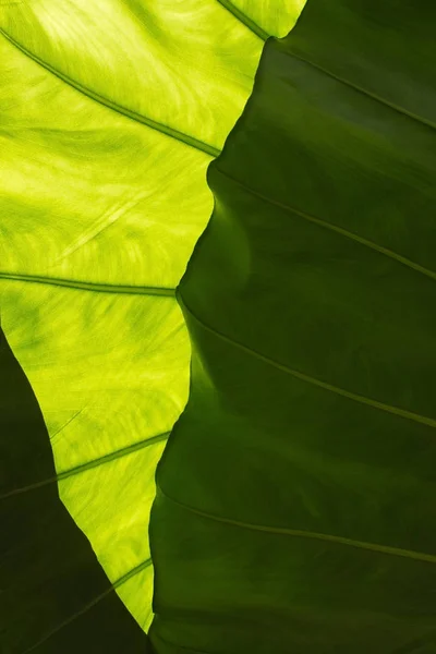 Grande Folha Verde Com Veias Transparência Sombras Interessantes Abstrato Detalhe — Fotografia de Stock