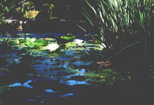 Aquatic Plants White Waterlily Green Garden Sunny Afternoon Mallorca Spain — Stock Photo, Image