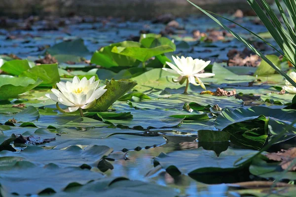 Aquatic Plants White Waterlily Green Garden Sunny Afternoon Mallorca Spain — Stock Photo, Image