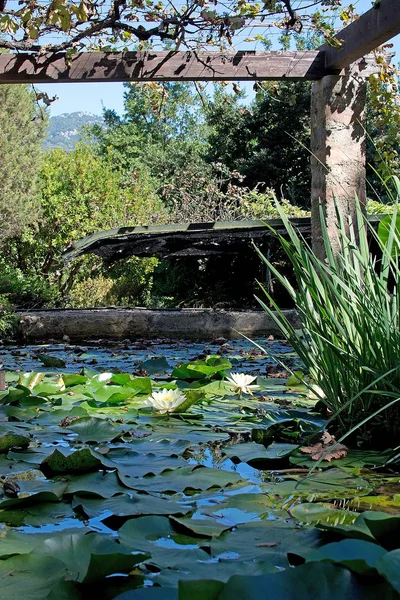 Wasserpflanzen Weiße Seerose Grünen Garten Einem Sonnigen Nachmittag Auf Mallorca — Stockfoto