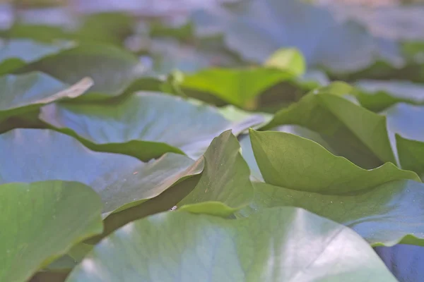 Plantas Aquáticas Waterlily Folhas Closeup Jardim Verde Uma Tarde Ensolarada — Fotografia de Stock
