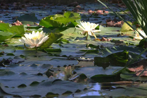 Aquatic Plants White Waterlily Green Garden Sunny Afternoon Mallorca Spain — Stock Photo, Image