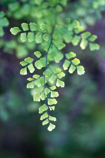 Güneşli Gingko Biloba Yaprakları Makro Arka Plan Doku Bokeh Yeşil — Stok fotoğraf