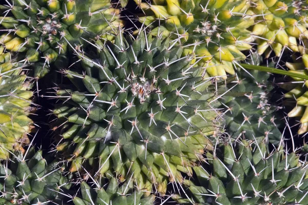 Plantas Cactus Con Espinas Cerca Una Tarde Soleada Mallorca España —  Fotos de Stock