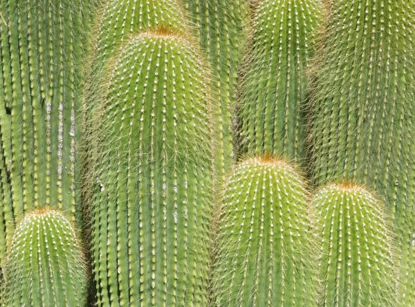 Plantes Cactus Aux Épines Gros Plan Par Après Midi Ensoleillé — Photo