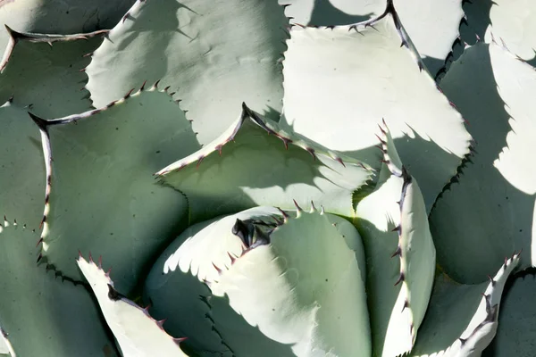 Suculenta Planta Aloe Vera Primer Plano Con Extremos Espiga Fondo —  Fotos de Stock