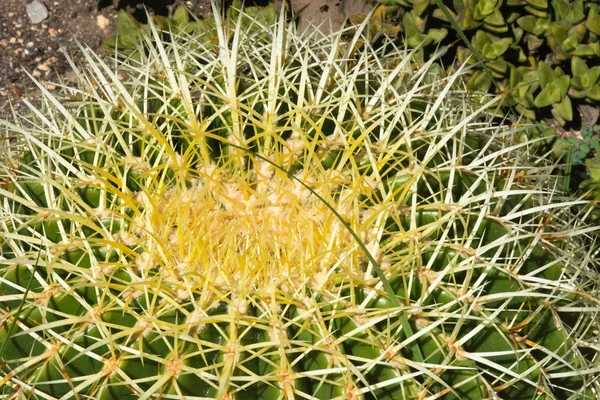 Almohada Cactus Planta Espinas Primer Plano Una Tarde Soleada Mallorca —  Fotos de Stock