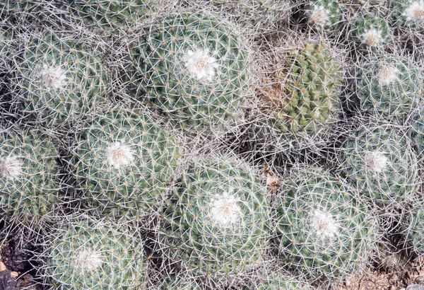 Plantas Cactus Con Espinas Cerca Una Tarde Soleada Mallorca España —  Fotos de Stock