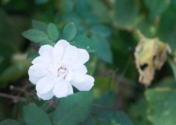 Macro White Rose Flower Bokeh Background Soft Sunlight — Stock Photo, Image