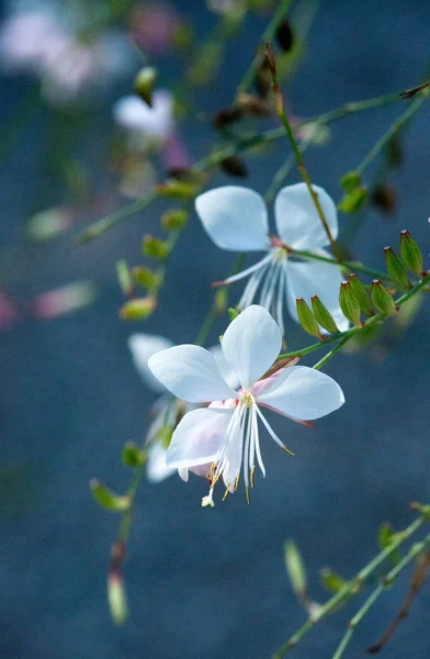 แมคโครดอกมะล Jasminoides ดอกไม นหล Bokeh ในแสงแดดอ — ภาพถ่ายสต็อก