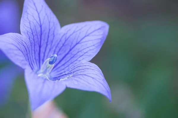 Macro Blue Balloon Flower Platycodon Grandiflorus Bokeh Background Soft Sunlight — Stock Photo, Image