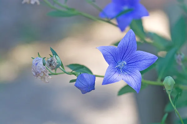 Makro Kwiat Niebieski Balon Platycodon Grandiflorus Tle Bokeh Miękkie Światło — Zdjęcie stockowe