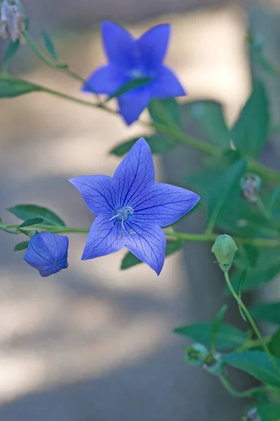 Makro Mavi Balon Çiçek Platycodon Grandiflorus Bokeh Arka Planda Yumuşak — Stok fotoğraf