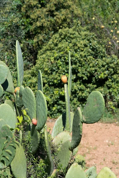 晴れた日の午後の果実のジューシーなウチワ サボテンの植物 — ストック写真