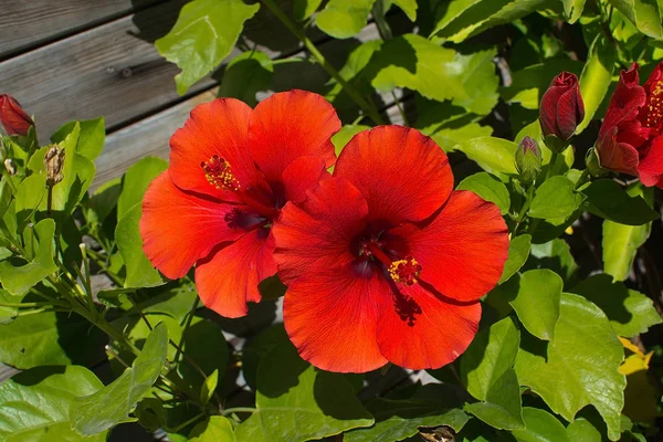 Красный Гибискус Цветы Крупным Планом Второй Половине Дня Солнечного Света — стоковое фото