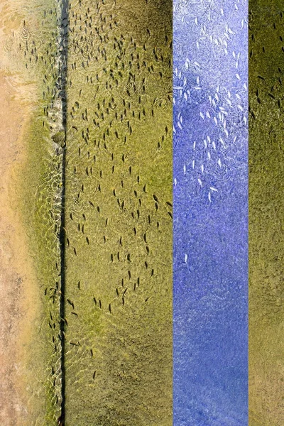グループ圧力 依存関係の概念のための浅い水コンクリート運河抽象で同じ方向に魚が泳ぐ 紫無料垂直水平色線 — ストック写真
