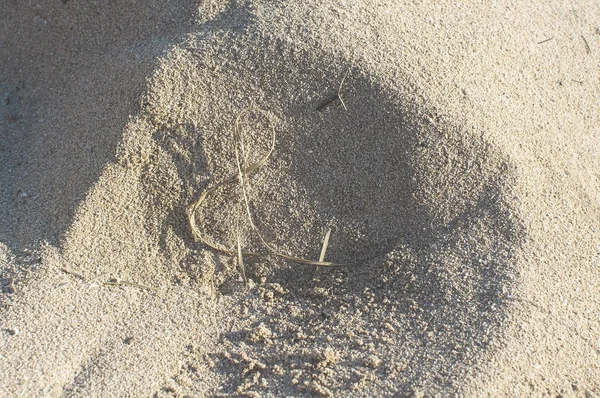 Stroh Geformt Als Musikalische Clave Auf Sandstrand Körner Makro Nahaufnahme — Stockfoto