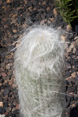 Cactus with a bad hair day look fluffy head clipart