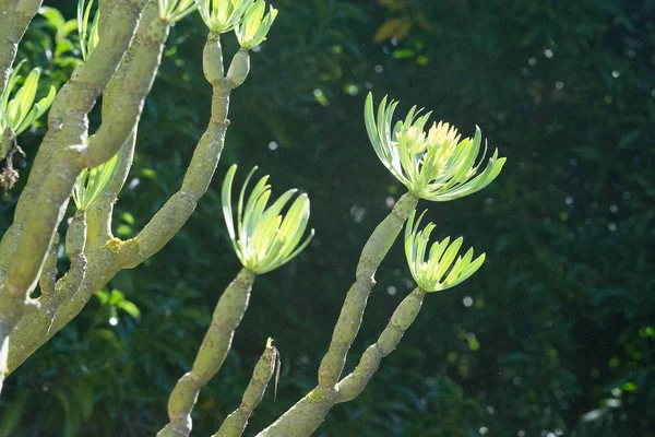 カナリア諸島キャンドル工場山草マヨルカ スペインの晴れた日の午後緑豊かな庭園での Kleinia Neriifolia — ストック写真