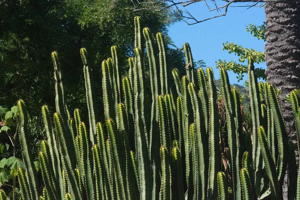 Cactus Closeup Jardim Verde Céu Azul Uma Tarde Ensolarada Maiorca — Fotografia de Stock
