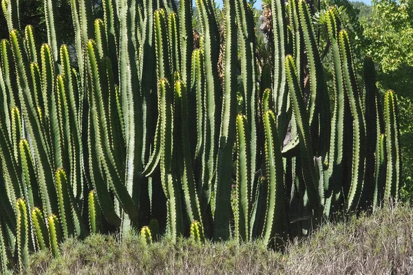 Cactus Closeup Dans Jardin Verdoyant Par Après Midi Ensoleillé Majorque — Photo