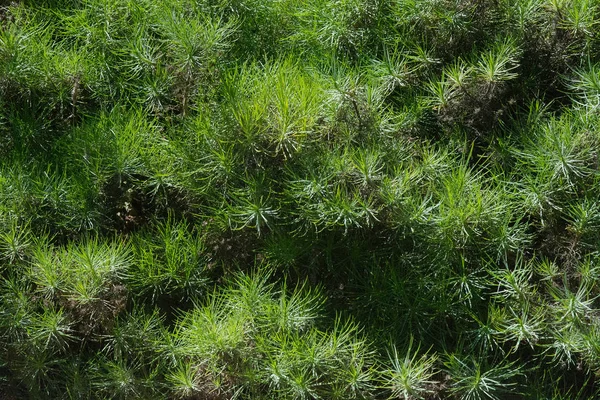 緑の草が茂った植物オオバコ樹枝状のマヨルカ スペインに固有 — ストック写真