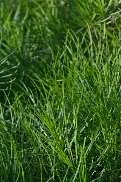 Planta Gramíneas Verdes Plantago Arborescens Endémica Maiorca Espanha — Fotografia de Stock