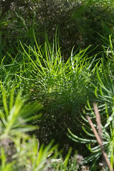 Groene Grazige Plant Plantago Arborescens Endemisch Mallorca Spanje — Stockfoto