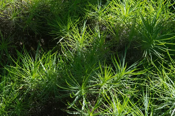 Planta Gramíneas Verdes Plantago Arborescens Endémica Maiorca Espanha — Fotografia de Stock