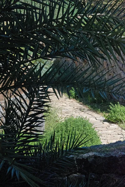 Hojas Palmera Camino Piedra Jardín Verde Mediterráneo Una Tarde Soleada — Foto de Stock