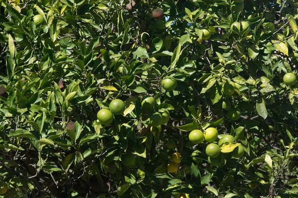 Oranges Vertes Mûrissent Sur Gros Plan Arbre Par Après Midi — Photo