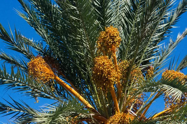 Hurma Meyve Closeup Mavi Gökyüzü Güneşli Bir Öğleden Sonra Mallorca — Stok fotoğraf