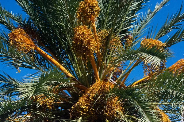 Zbliżenie Owoce Palmy Daktylowej Przeciw Błękitne Niebo Słoneczne Popołudnie Mallorca — Zdjęcie stockowe