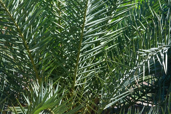 Palm Bladeren Close Groene Tuin Een Zonnige Middag Mallorca Spanje — Stockfoto