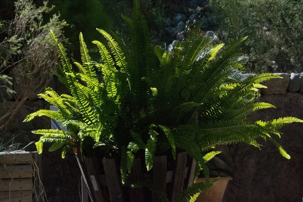阳光明媚的午后 绿色阳光照射的蕨类叶子对黑暗背景 — 图库照片