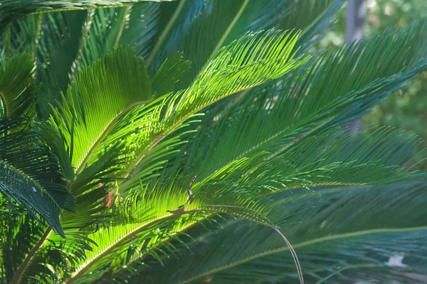 Solbelysta Palmblad Närbild Grönskande Trädgård Solig Eftermiddag Mallorca Spanien — Stockfoto