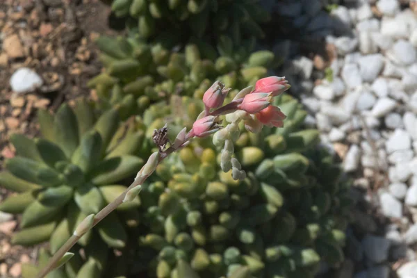 Succulenta Pianta Cactus Primo Piano Fiore Rosso Pomeriggio Sole — Foto Stock