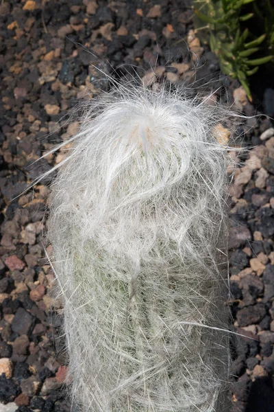 Cactus Bad Hair Day Look Fluffy Head — Stock Photo, Image