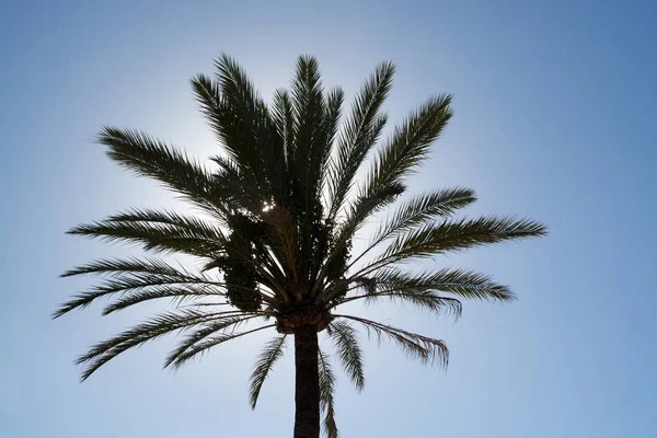 Sol Brilla Detrás Copa Palmera Contra Cielo Azul Mallorca España — Foto de Stock