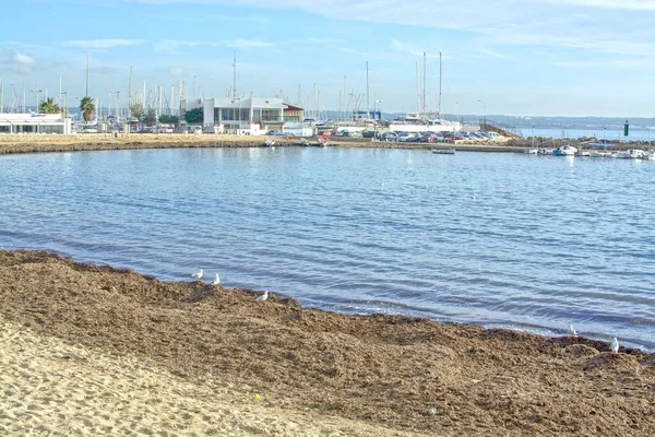 Can Pastilla Mallorca España Noviembre 2018 Gaviotas Descansando Playa Agua — Foto de Stock